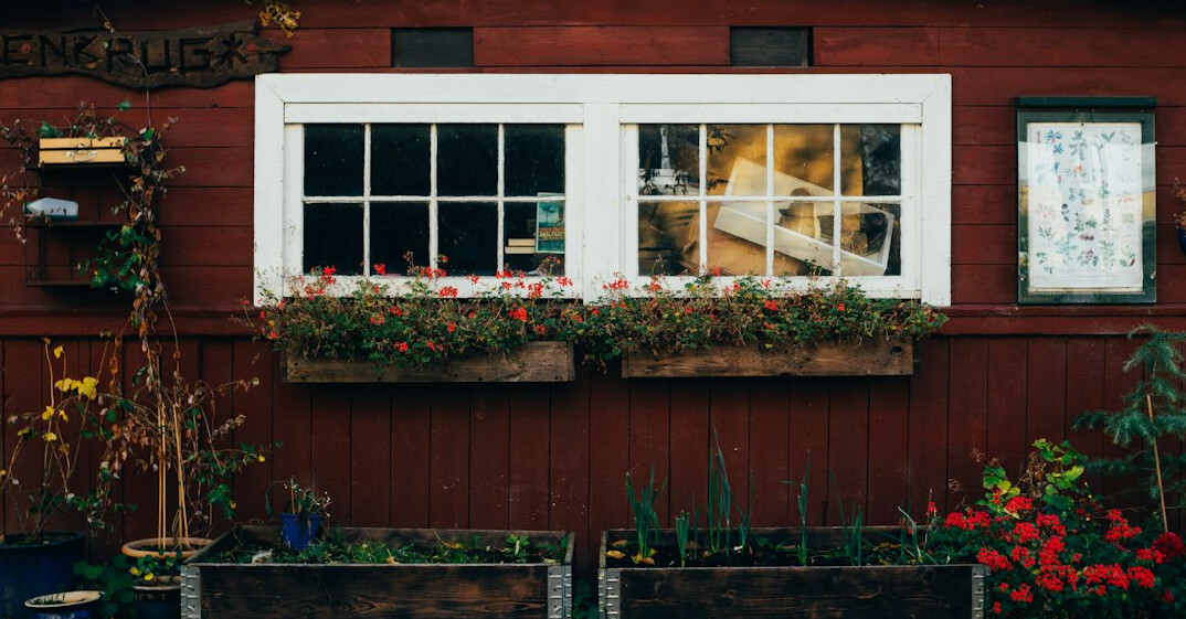 Elderly Danish woman tending flowers by her window
